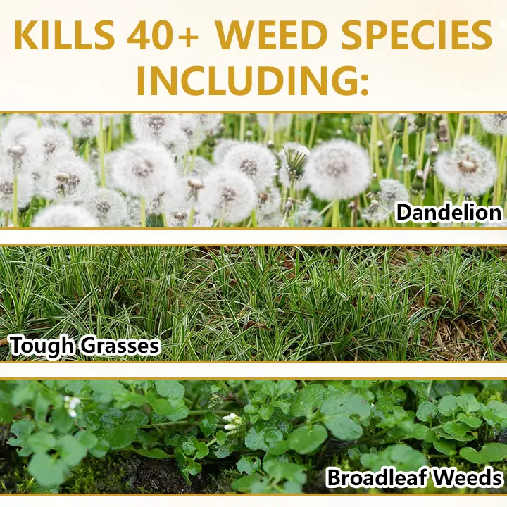 Timilk® Pro Strength 2-in-1 Herbicide: Fast Acting Results on Glyphosate-Resistant Weeds