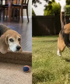 Timilk® FlexiPaws— Comfort & Mobility Drops